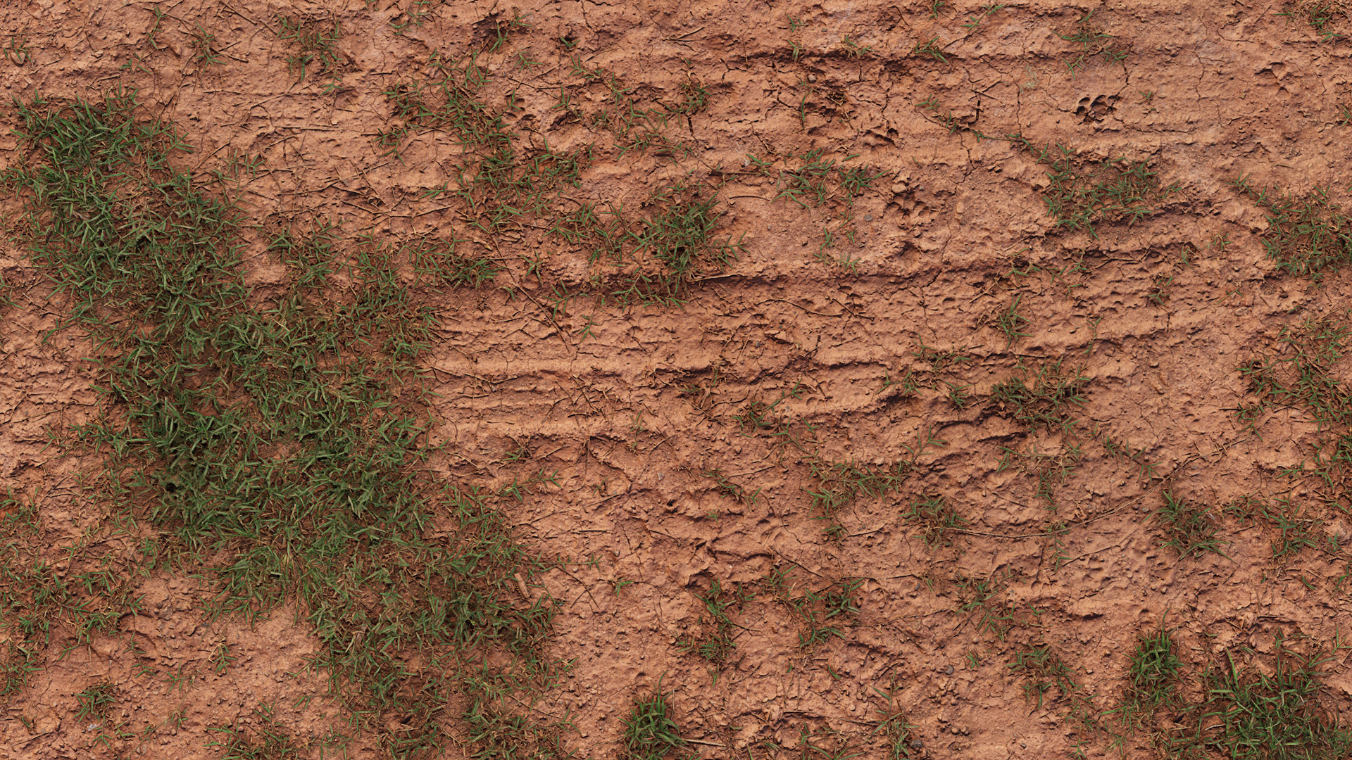 Forest Ground with Grass – forest ground with grass, forest texture preview